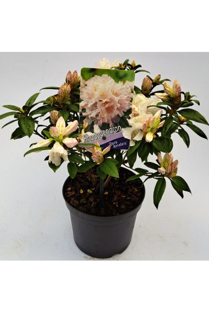 Rhododendron ’Dora Amateis’